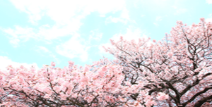 この季節にピッタリ！【卒業・旅立ち・桜】に関する曲をまとめてみた